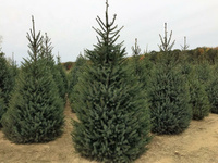 Ель сербская Picea Omorika h. 250-400 см