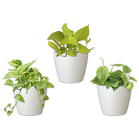 Набор Green Office Артевази San Remo ампельных растений в кашпо белого цвета 20 см