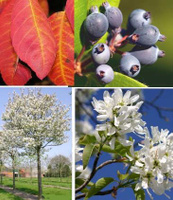 Ирга Amelanchier Ballerina