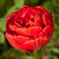 Тюльпан Абба (x5)