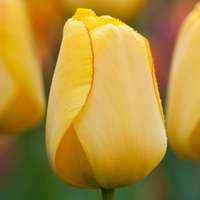 Тюльпан Голден Парад (x2)