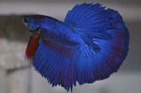 Петух Халф Мун самец (Betta splendens Half Moon)