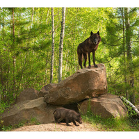 Фотообои Студия фотообоев Волчица с волченком
