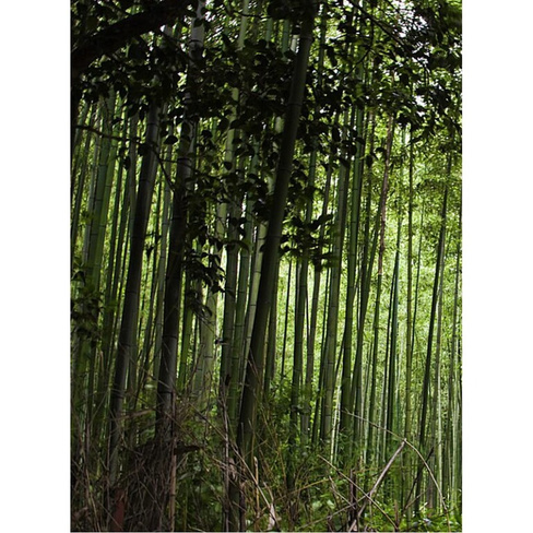 Фотообои Студия фотообоев Бамбуковые заросли