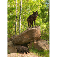 Фотообои Студия фотообоев Волчица с волчонком