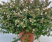 Абелия крупноцветковая Abelia grandifl Prostrata